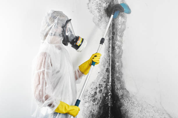 Best Biohazard Mold Removal  in Baudette, MN