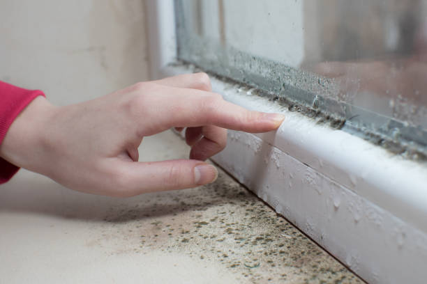 Best Attic Mold Removal  in Baudette, MN